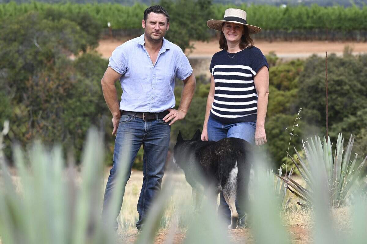 Bruce Merrilees, left, and Joy Merrilees stand with their dog Tui amongst agave plants on their farm in Kelseyville earlier this month. They decided to plant several varieties of agave almost 4 years ago, as they began to notice a decline in the grape and wine industry.