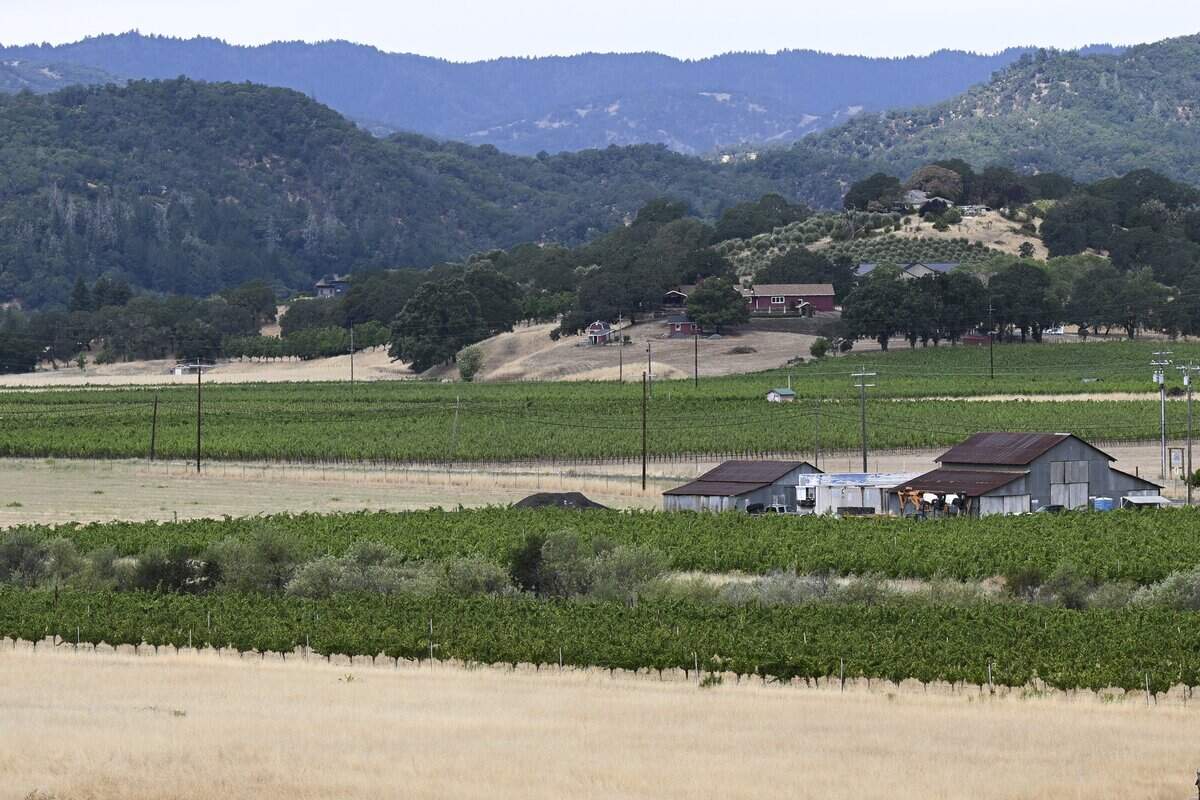 Grapes grow alongside fallow fields at Brutocao Family Vineyards in Hopland earlier this month. The fields are locations where Brutocao could grow agave, should it decide to diversify its crop.