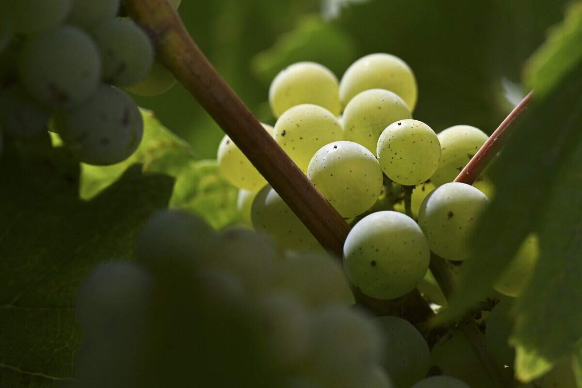 Chardonnay grapes grow at Brutocao Family Vineyards in Hopland earlier this month.