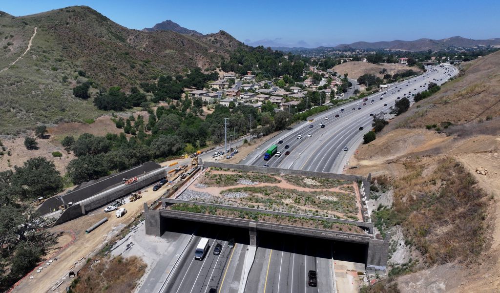 Southern California becoming a hub for wildlife crossings – Daily News