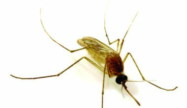 More mosquitoes found infected with West Nile in Orange County, now in 10 cities – Orange County Register