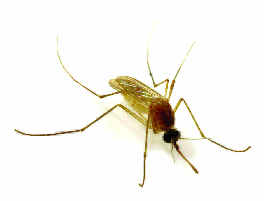 More mosquitoes found infected with West Nile in Orange County, now in 10 cities – Orange County Register