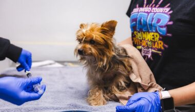 Dozens of Yorkies, huskies surrendered to SoCal animal shelter – NBC Los Angeles