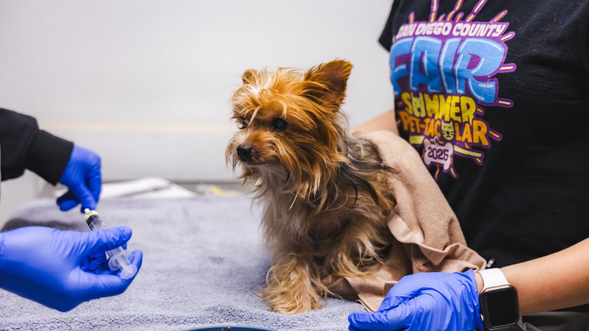 Dozens of Yorkies, huskies surrendered to SoCal animal shelter – NBC Los Angeles