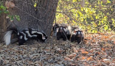 San Diego Humane Society releases 4 rare western spotted skunks into the wild – NBC 7 San Diego