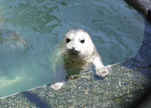 Working to Support Sea Lions and Seals