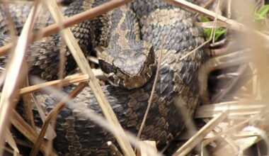 Oakland County man bitten by rattlesnake -- what to know about Michigan’s only venomous snake
