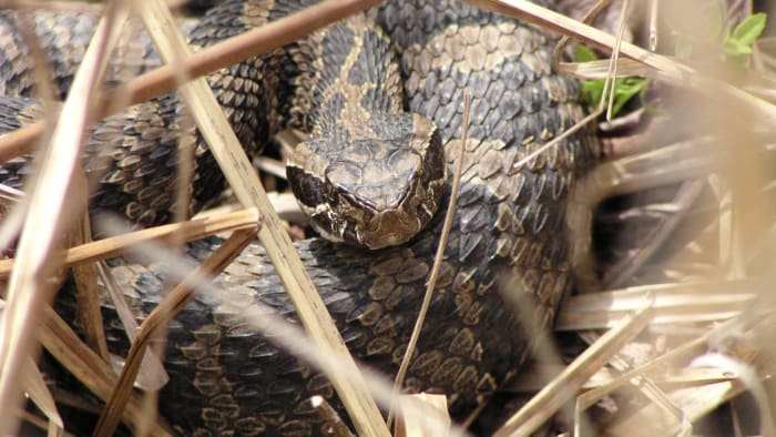 Oakland County man bitten by rattlesnake -- what to know about Michigan’s only venomous snake