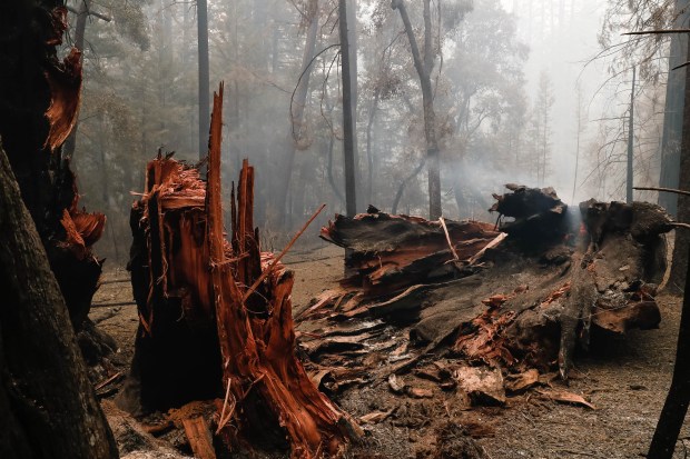 A large redwood tree falls down after sustaining damage during a fire near the Big Basin Redwoods State Park Headquarters & Visitor Center in Boulder Creek, Calif., on Thursday, Aug. 20, 2020. (Randy Vazquez/ Bay Area News Group)