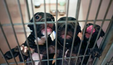 Letters: Animal services owes S.J. residents straight answers