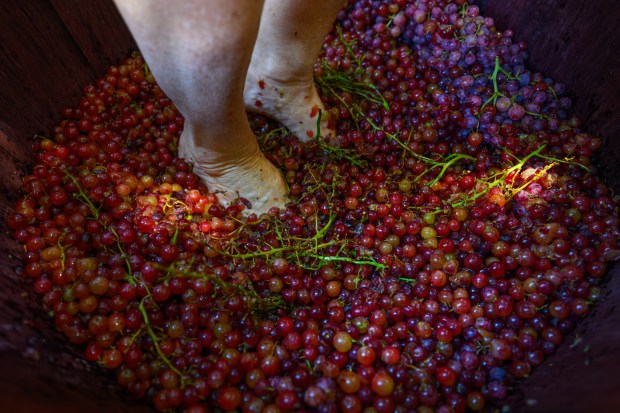 Santa Clara mayor Lisa Gillmor stomps grapes with her feet while competing in the celebrity grape stomp competition during the 44th annual Italian Family Festa held at History Park in San Jose, Calif., on Saturday, July 25, 2026. The event is hosted by the Italian American Heritage Foundation. (Jose Carlos Fajardo/Bay Area News Group)