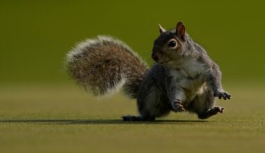 Did Cupertino squirrel suddenly grow a conscience?
