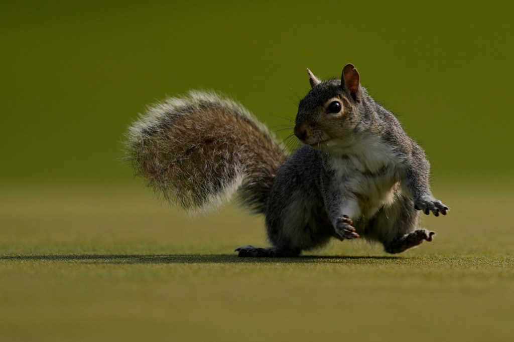 Did Cupertino squirrel suddenly grow a conscience?