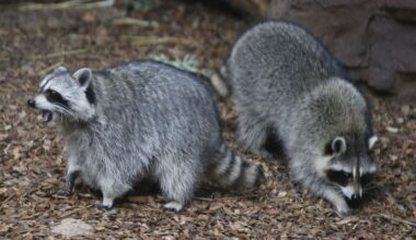 What to do with Oakland raccoon family eating food meant for cats