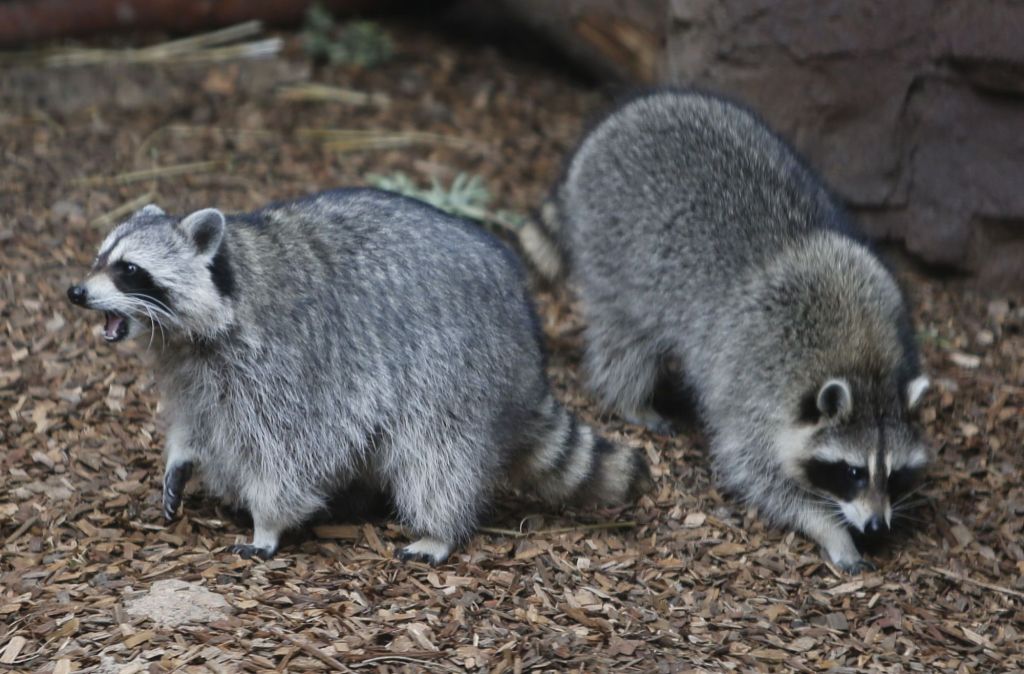What to do with Oakland raccoon family eating food meant for cats