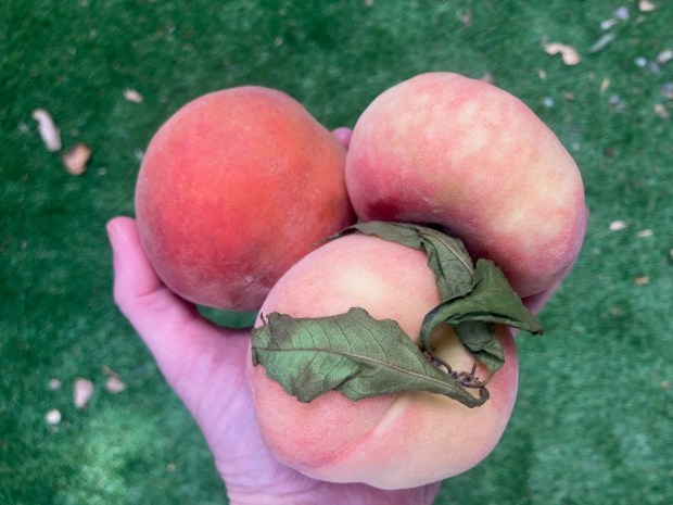 A selection of yellow, flat or donut and white peaches from the Rojas Family Farm stand at the Portola Valley Farmers Market are held. (Kate Bradshaw/Bay Area News Group)