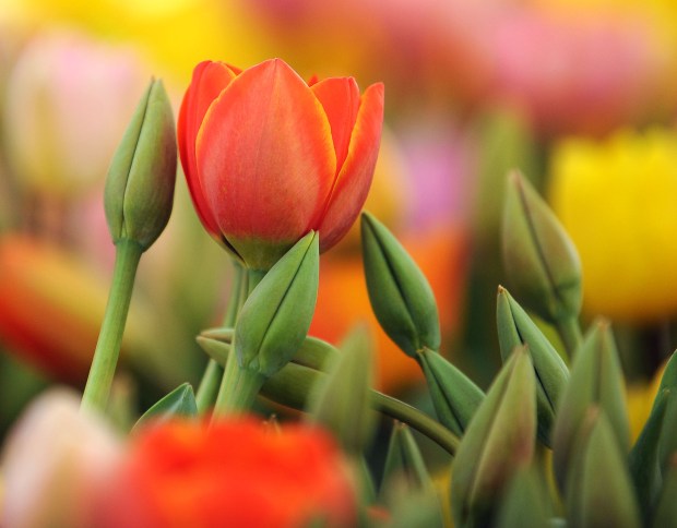 Organic tulips are for sale at the Thomas Farm booth at the Diablo Valley Farmers' Market in Walnut Creek on Saturday, Feb. 16, 2013. The Diablo Valley Farmers' Market is located on North Wiget Lane and Mitchell Drive in the Shadelands Office Complex. The farmers' market is held 9 a.m.-1 p.m. Saturdays year-round, rain or shine. (Doug Duran/Bay Area News Group)