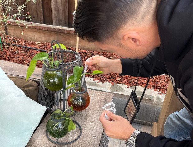 A staffer with the Santa Clara County Mosquito and Vector Control District collects samples of standing water that held aquatic held aquatic mosquito larvae and pupae, in this undated handout. (Courtesy of Mosquito Vector Outreach, Santa Clara County)