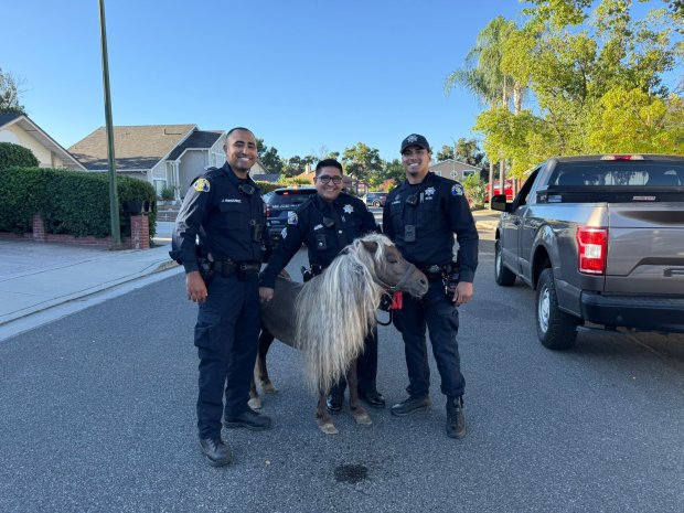 San Jose police officers pose with a Shetland pony that they recovered July 23, 2026, a day after it had left its enclosure in an Evergreen neighborhood off San Felipe Road. (San Jose Police Dept.)