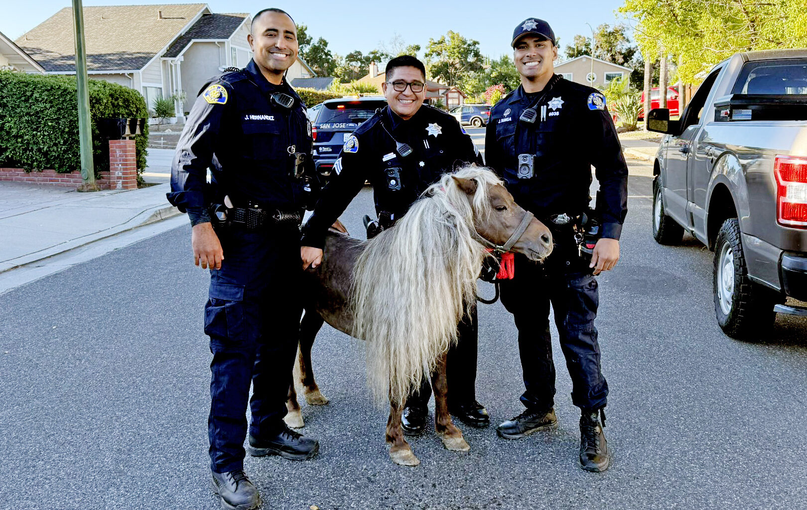 San Jose police wrangle loose pony after equine escapade in Evergreen – East Bay Times