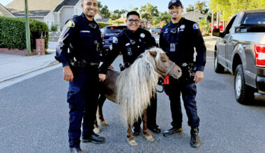 San Jose police wrangle loose pony after equine escapade in Evergreen – East Bay Times
