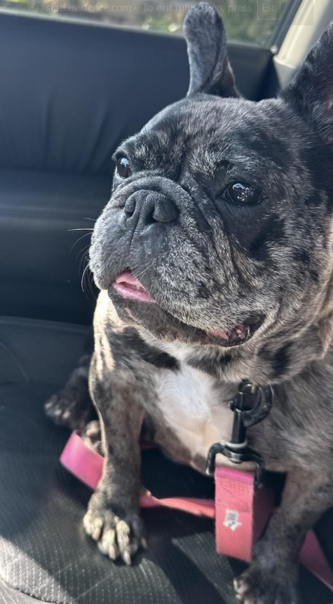 Lady, a female gray French bulldog, was stolen from her owner's residence during a residential burglary in San Jose in May, according to the San Jose Police Department. A suspect in the case has been arrested but authorities have not located Lady and are seeking the public's assistance. (San Jose Police Department)