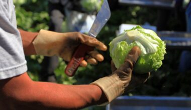 Salinas-based Taylor Farms pulls Mexico-grown lettuce linked to Taco Bell Cyclospora outbreak – The Mercury News