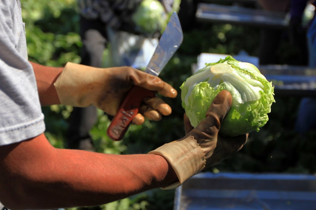 Salinas-based Taylor Farms pulls Mexico-grown lettuce linked to Taco Bell Cyclospora outbreak – The Mercury News