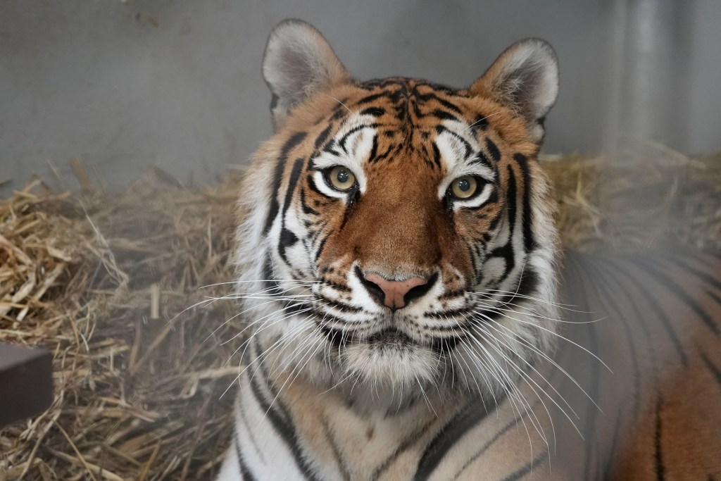 Tiger finds home at Oakland Zoo after rescue from notorious roadside zoo