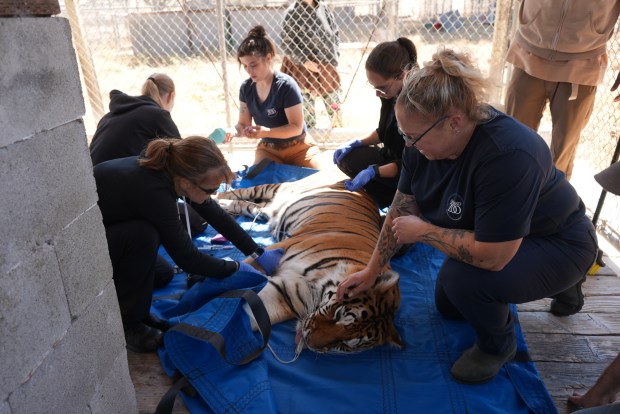 One of five tigers long held in captivity at a controversial roadside zoo in Butte County is cared for by Oakland Zoo staff. (Courtesy of Oakland Zoo)