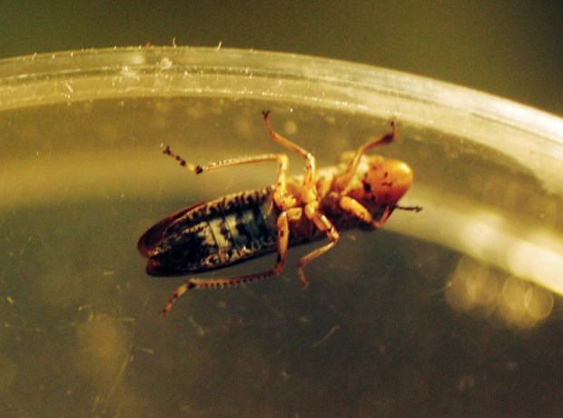 Glassy-winged sharpshooters are seen in a petri dish at University of California, Riverside, in Riverside, Calif., Monday, March 2, 2009. The state and federal governments spend a combined $21 million a year on measures to control further spread of Pierce's disease, which is spread by the glassy-winged sharpshooter. (AP Photo/Damian Dovarganes)