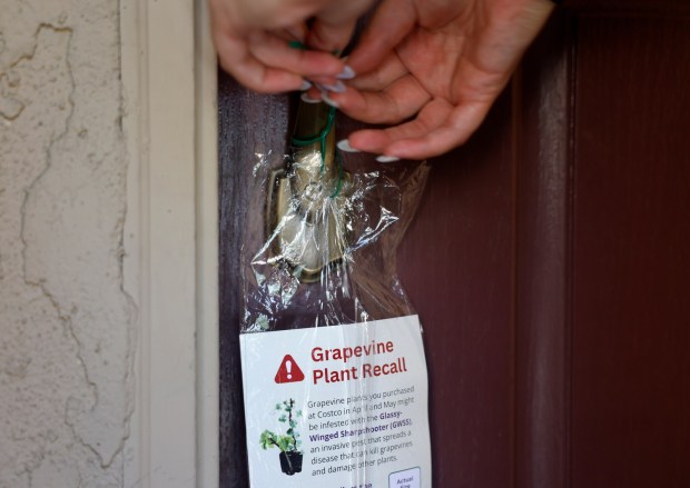 Vivian Volpe, associate biologist standards specialist with the Santa Clara County Consumer and Environmental Protection Agency (CEPA), leaves a brochure regarding a grapevine recall in Morgan Hill, Calif., on Tuesday, July 14, 2026. (Nhat V. Meyer/Bay Area News Group)