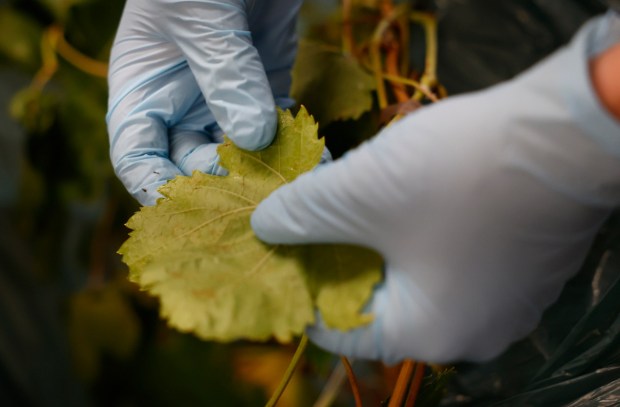 John Sorfleet, Deputy Agricultural Commissioner, inspect a grapevine plant that was picked up from Gilroy yesterday at the Santa Clara County Division of Agriculture in San Jose, Calif., on Tuesday, July 14, 2026. He did not find any eggs or Glassy-Winged Sharpshooters but did see potential evidence of Pierce's disease. (Nhat V. Meyer/Bay Area News Group)