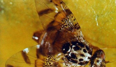 Santa Clara County Medfly infestation eradicated, ending quarantine
