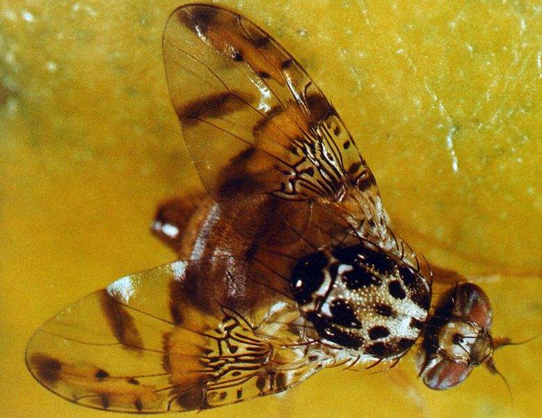 Santa Clara County Medfly infestation eradicated, ending quarantine