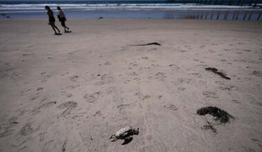 A marine heat wave caused seabird deaths off California. El Nino could worsen the die-off