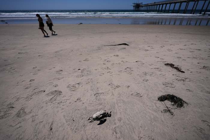 A marine heat wave caused seabird deaths off California. El Nino could worsen the die-off