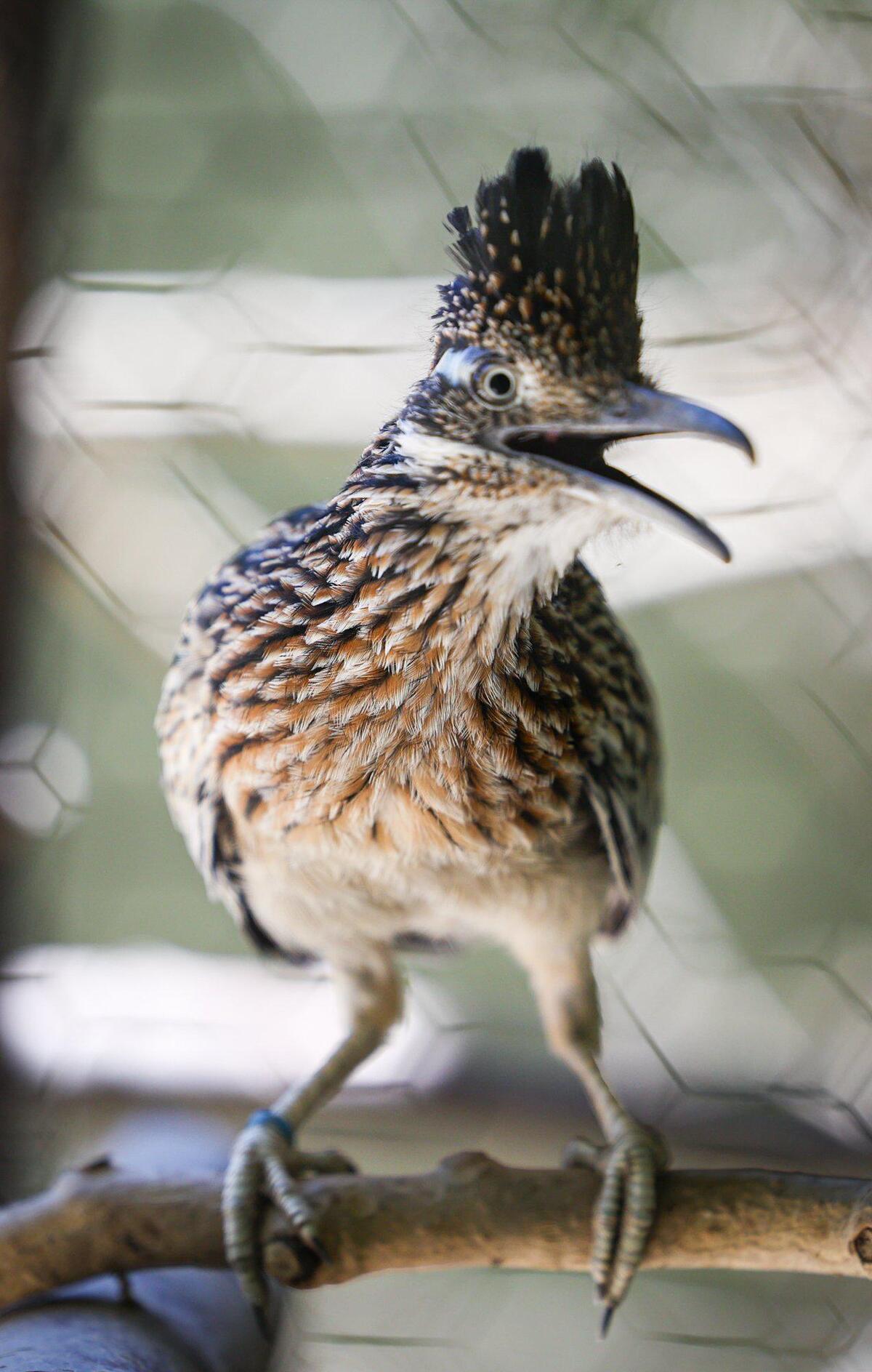 A greater roadrunner at Atascadero’s Charles Paddock Zoo on July 25, 2023. Roadrunners eat insects, snakes, scorpions and lizards.