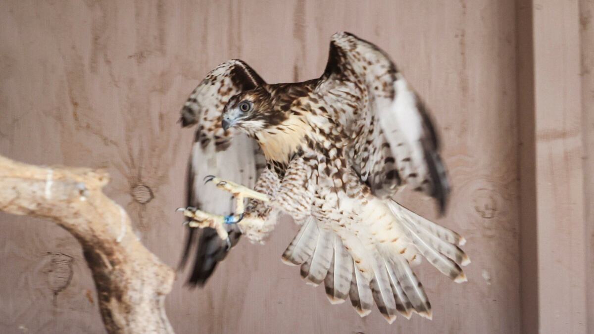 Red-tailed hawks hunt and eat rattlesnakes.