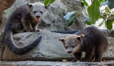 For the first time in more than 25 years, the San Diego Zoo has baby binturongs – San Diego Union-Tribune