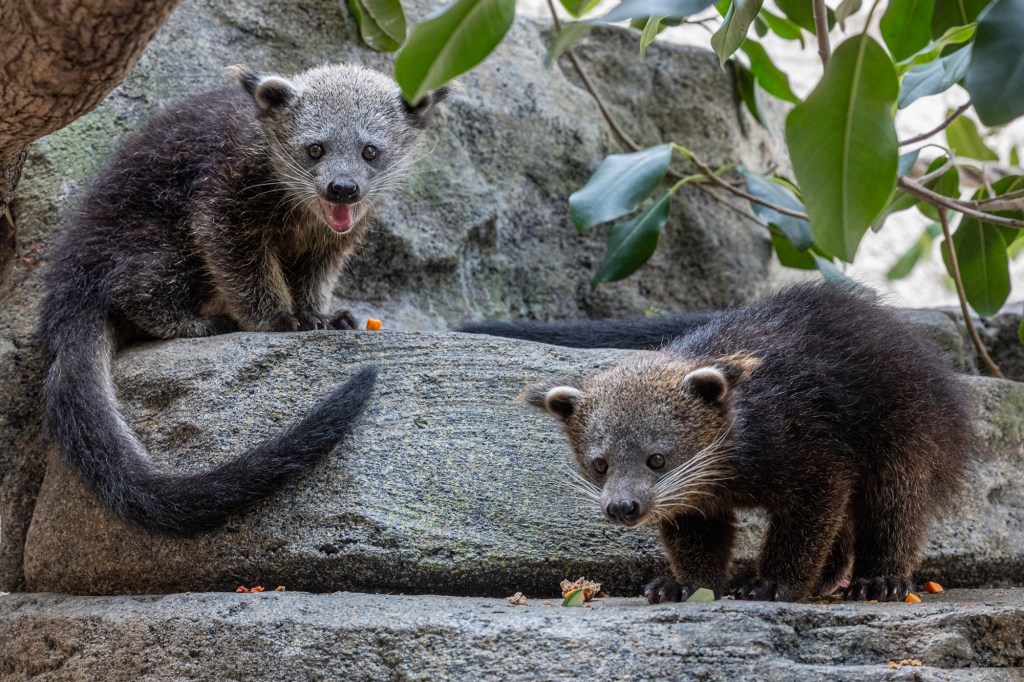 For the first time in more than 25 years, the San Diego Zoo has baby binturongs – San Diego Union-Tribune