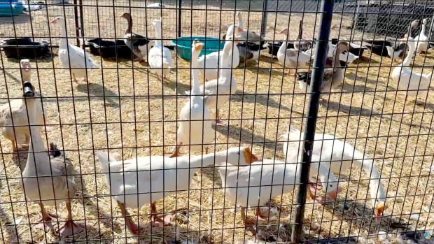 Staff from county Animal Services and other partner agencies work to rescue and treat hundreds of birds found at a property on Lilac Vista Drive in Valley Center on Thursday, July 16, 2026. (San Diego County Animal Services)
