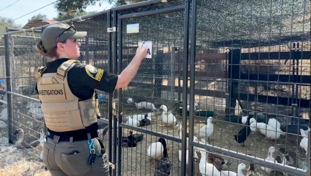 Staff from county Animal Services and other partner agencies work to rescue and treat hundreds of birds found at a property on Lilac Vista Drive in Valley Center on Thursday, July 16, 2026. (San Diego County Animal Services)