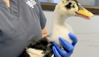 Hundreds of caged birds found during warrant search at Valley Center property