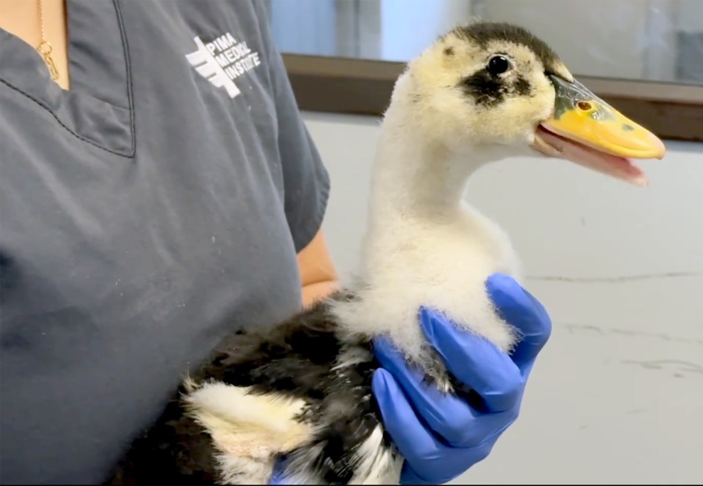 Hundreds of caged birds found during warrant search at Valley Center property