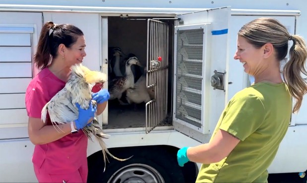Staff from county Animal Services and other partner agencies work to rescue and treat hundreds of birds found at a property on Lilac Vista Drive in Valley Center on Thursday, July 16, 2026. (San Diego County Animal Services)