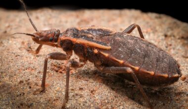 Routine blood testing reveals county’s first case of locally acquired Chagas disease – San Diego Union-Tribune