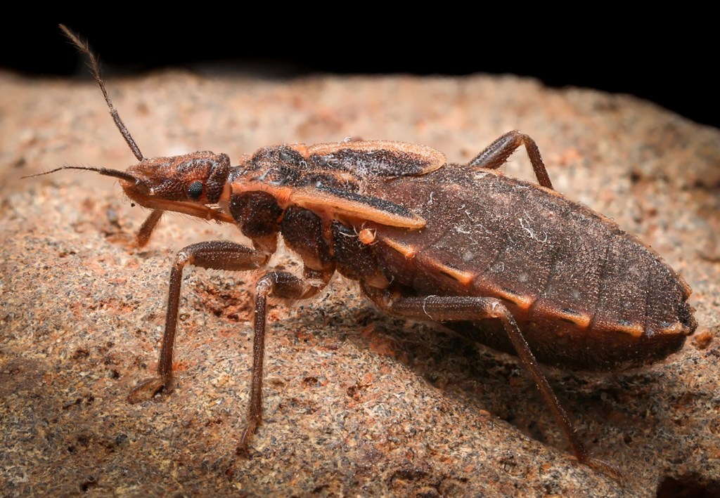 Routine blood testing reveals county’s first case of locally acquired Chagas disease – San Diego Union-Tribune