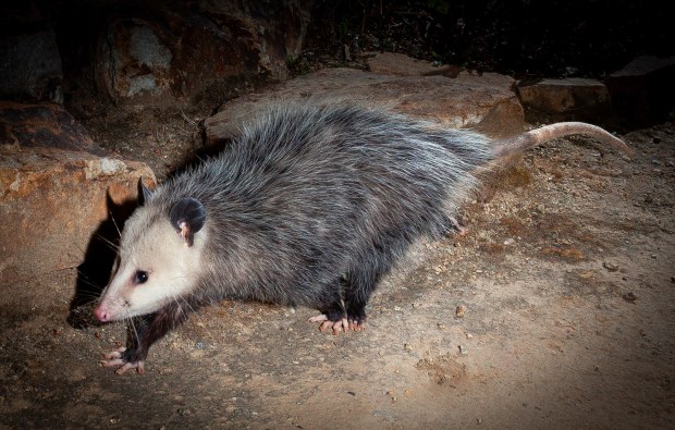 Opossums are also semi-nomadic in the wild and depend on stealth to survive. (Ernie Cowan / For The San Diego Union-Tribune)