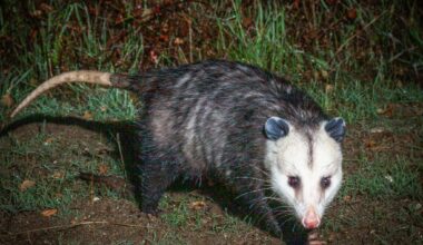 Outdoors: This random visitor is often misunderstood and misnamed – San Diego Union-Tribune